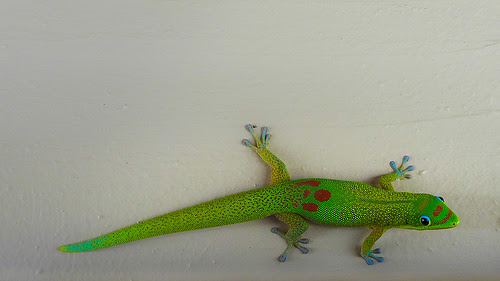 Gecko by  Ed Suominen @ https://www.flickr.com/x/t/0091009/photos/edsuom/12896192624/ under licence CC BY-NC 2.0