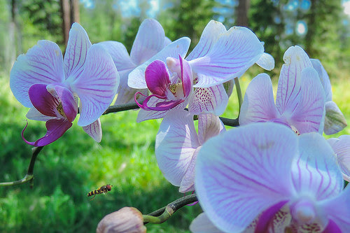Orchids by Ed Suominen @ https://www.flickr.com/x/t/0092009/photos/edsuom/13271862704/ licensed under CC BY-NC 2.0